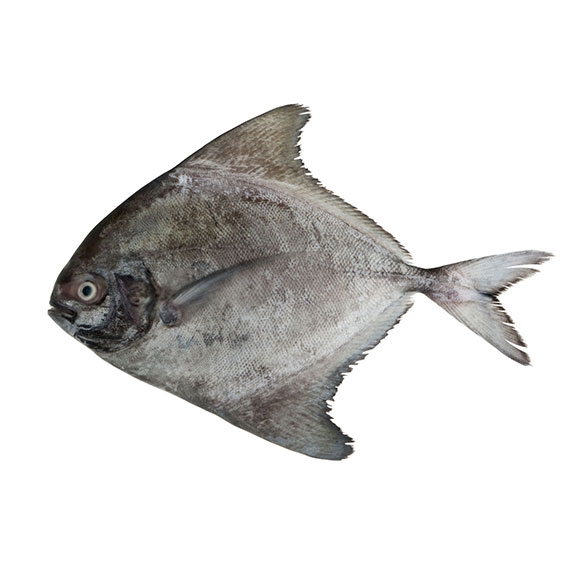 Pomfret Black