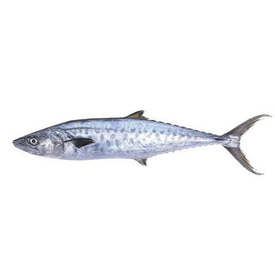 Kingfish Whole