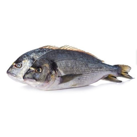 Sea-Bream