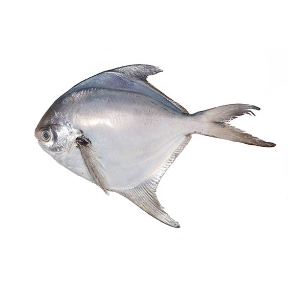 Pomfret White